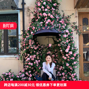 玫瑰花藤条网红景点拍照打卡花墙背景户外造景瀑布玫瑰花艺