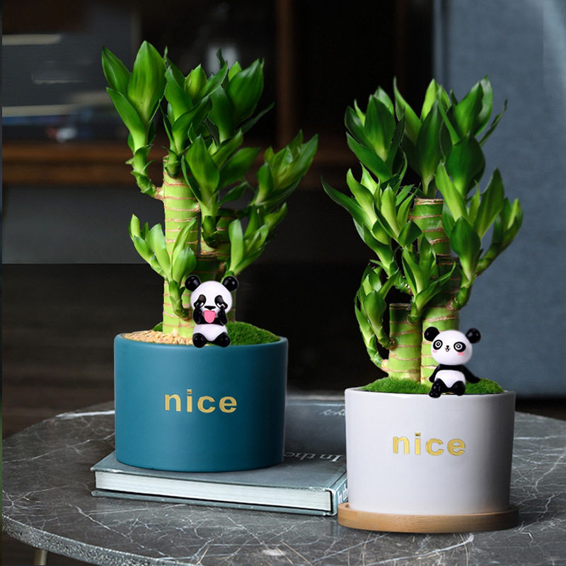 富贵竹室内净化空气绿植荷花竹办公室小盆栽转运植物耐四季常青