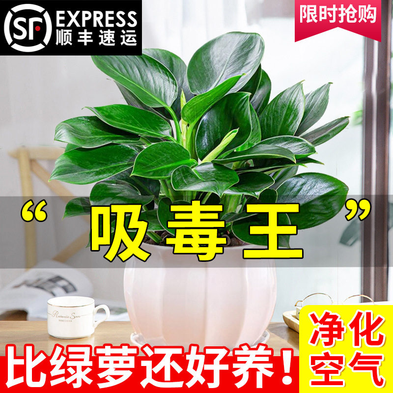 金钻盆栽绿萝箩室内植物花卉水培绿植办公室多肉净化空气吸除凌之