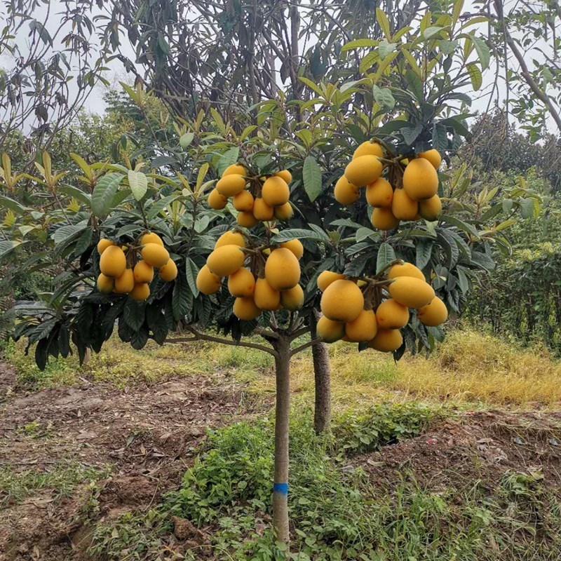 盆栽地栽大五星无核嫁接南方四季