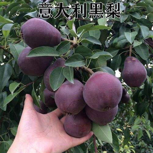 特大嫁接意利黑梨树苗晚熟
