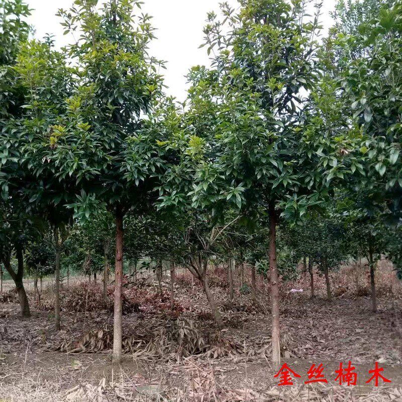 金丝楠木树苗正宗小叶桢楠珍稀名贵木材雅楠树带原土球包邮楠木苗_虎窝淘