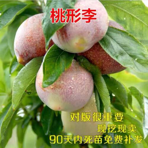 嫁接庭院盆栽地栽李子树苗