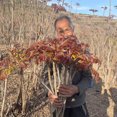 香椿苗盆栽地南方北种植四