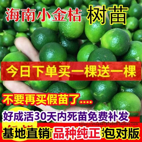 海南青金桔小青桔苗青橘茶小柠檬