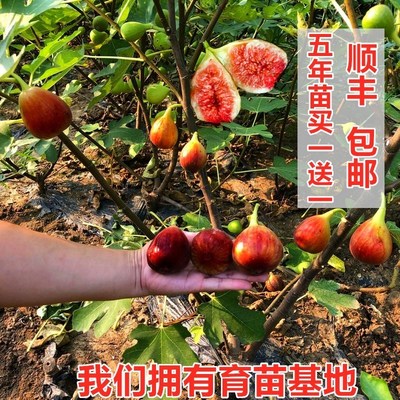无花果树果苗地栽盆栽特大波姬红