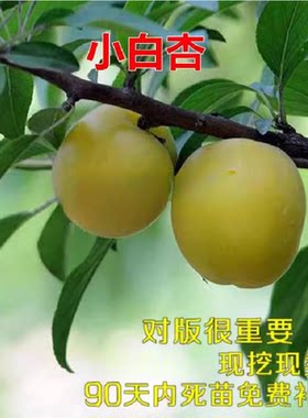新疆嫁接南方种植杏子苗