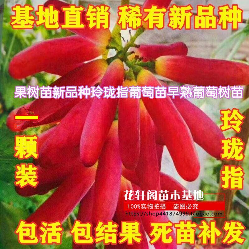 果树苗新品种玲珑指葡萄苗早熟葡萄树苗南方北方种植 当年结果