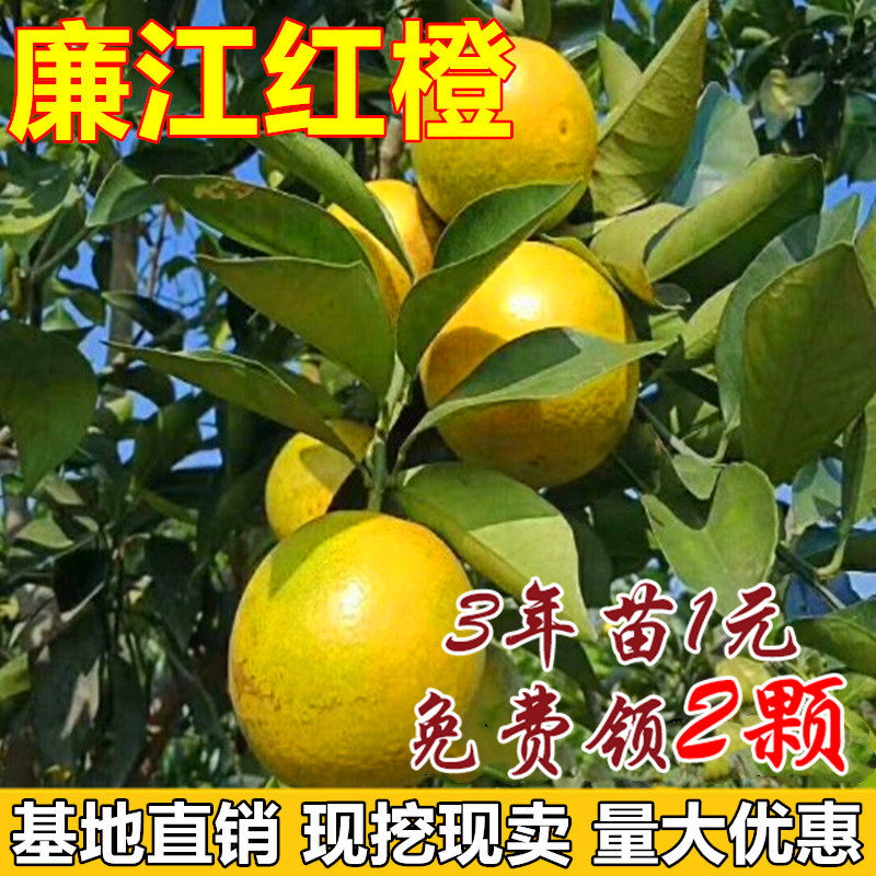廉江红橙树苗嫁接苗脐橙苗红江