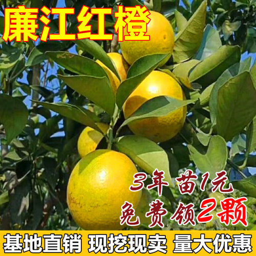 廉江红橙树苗嫁接苗脐橙苗红江
