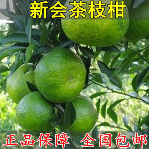 正宗嫁接新会柑陈皮树苗