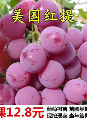 美国红提无籽葡萄苗果树南北方四季种植盆栽爬藤葡萄树苗当年结果