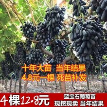 蓝宝石葡萄苗葡萄树苖阳光玫瑰果树北方南方种植庭院爬藤地栽盆栽