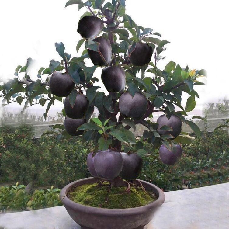矮化黑钻苹果树苗盆栽冰糖心四季