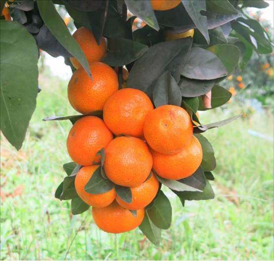 橘子树苗 嫁接金秋沙糖桔苗  早熟品种 橘子苗 桔苗南方种植