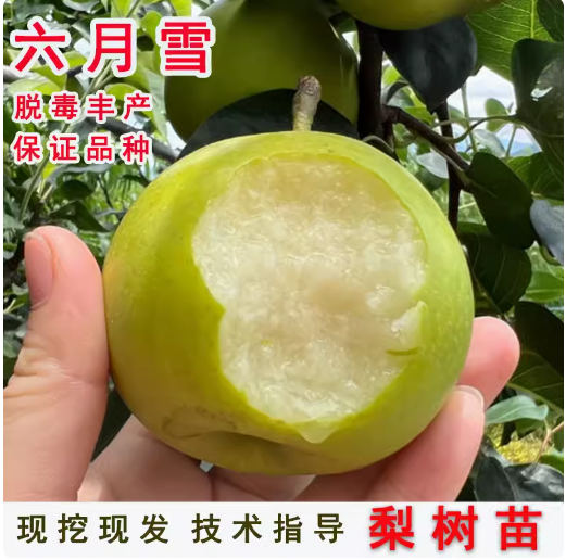 梨树苗 六月雪梨树苗 雪梨嫁接苗 南方北方种植 早熟品种