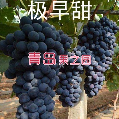 新品种极早甜66葡萄苗耐寒不裂果南方北方地栽葡萄苗当年结果包邮