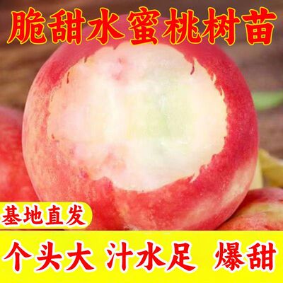 六月早熟桃子脆树苗嫁接正