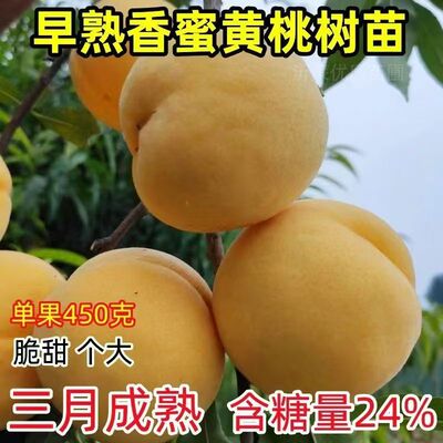 特大早熟黄桃树苗嫁接优