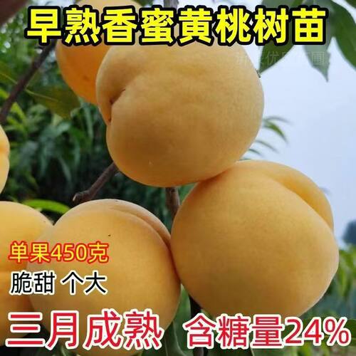 特大早熟黄桃树苗嫁接优
