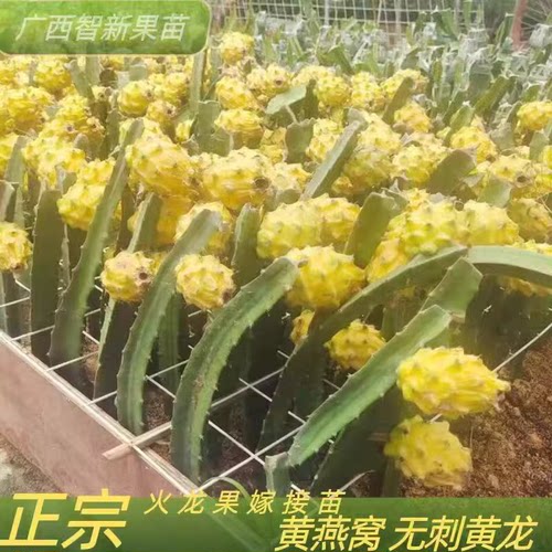 黄龙果树包邮麒麟果燕窝黄皮盆栽