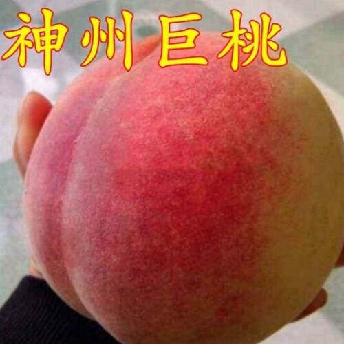 嫁接桃树新品种神州巨苗