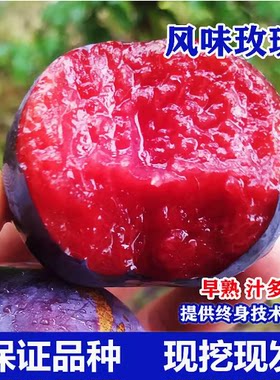 美国杏李风味玫瑰红肉李子树苗