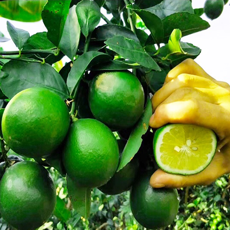 盆栽高杆四季结果原土柠檬树苗