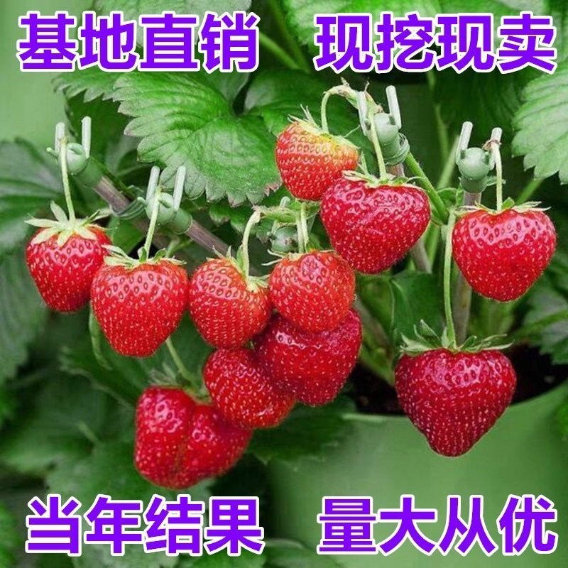 红颜巧克力草莓当年结果盆栽果树
