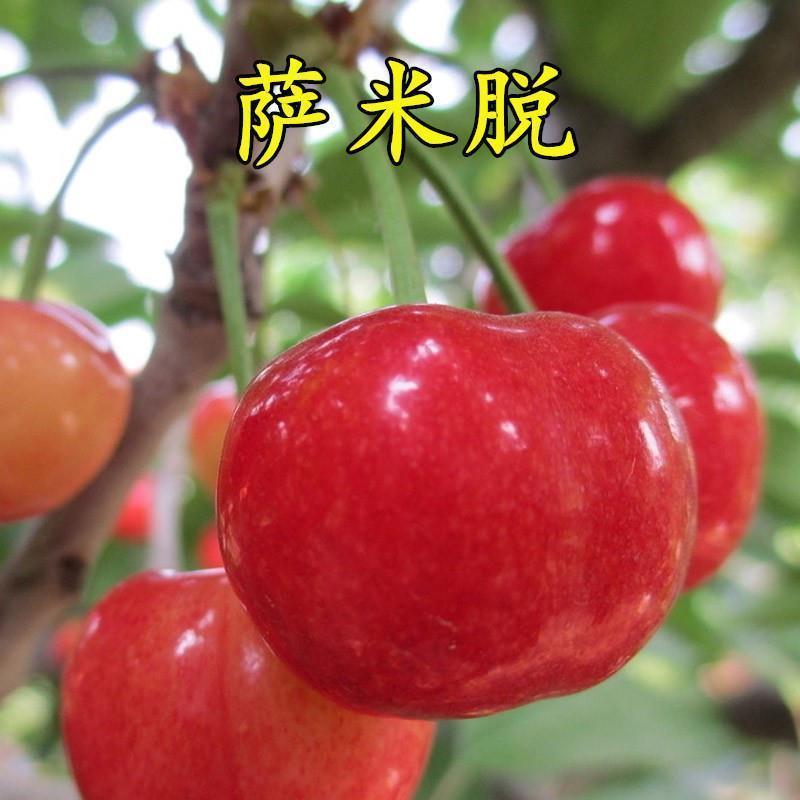 萨米脱大樱桃树苗美国盆栽地栽