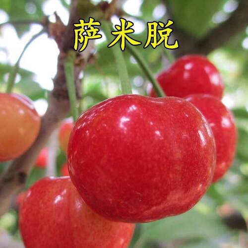 萨米脱大樱桃树苗美国盆栽地栽