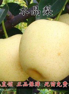 特大新品种嫁接水晶梨树苗南北方种植盆栽地栽果树苗当年结果