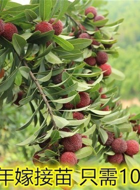 正宗杨梅树苗嫁接东魁杨梅黑炭杨梅苗盆栽地栽果树苗带泥当年结果