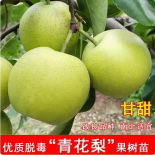 青花梨树苗嫁接梨苗果树苗 梨子树苗早熟梨南北方梨子苗当年结果