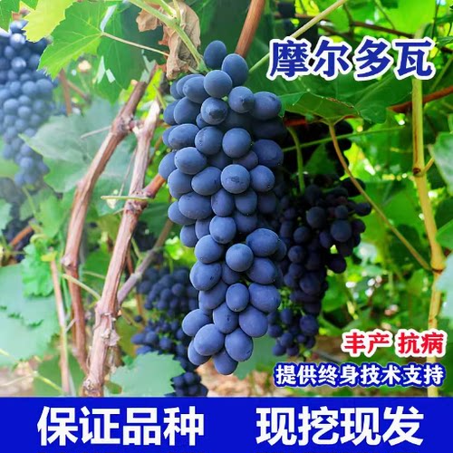 摩尔多瓦葡萄树苗大颗粒当年挂果
