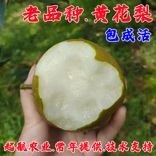 嫁接脆甜黄花梨果树苗老品种建宁黄花梨苗树苖盆栽地栽南北方种植