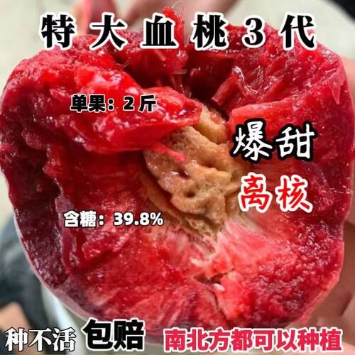 新品种特大血桃树苗正宗红