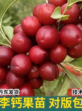 钙果苗欧李农大超欧紫冠结果鲜食补钙大田盆栽种子果树苗庭院耐寒