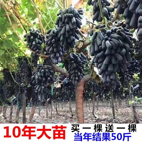 葡萄苗南方北方种植盆地栽蓝宝石