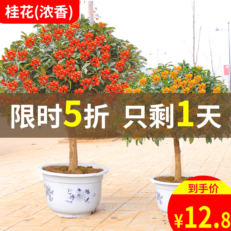 四季桂花树苗盆栽金桂八月桂月