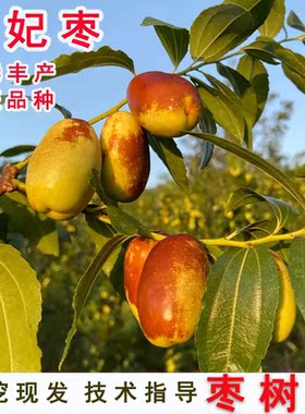 嫁接枣子树苗甜枣南方种植果苗