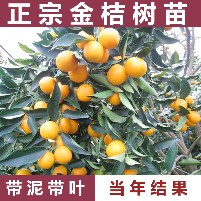 广西融安脆蜜金柑树苗橘子桔