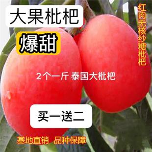 枇杷树苗新品红皮红肉无核砂糖特大甜耐寒耐旱盆栽地栽南北方种