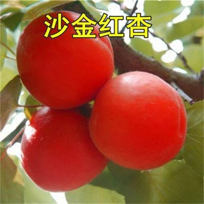新品种耐寒特大果沙金红杏