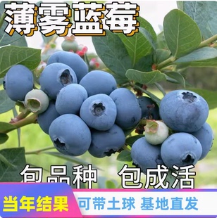 薄雾蓝莓苗盆栽地栽南方北方种植当年结果兔眼喜来蓝丰蓝梅果树苗