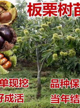 四川板栗树果苗大红袍子嫁接