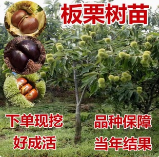 四川板栗树果苗大红袍栗子苗嫁接苗当年结南方种植果树苗板栗苗树