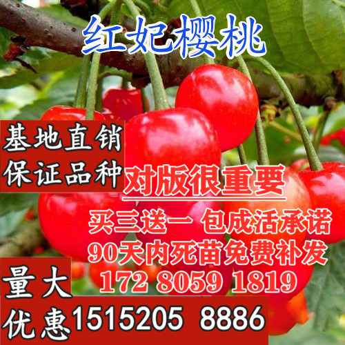嫁接樱桃苗 红妃樱桃苗 南方红妃樱桃树苗 当年结果