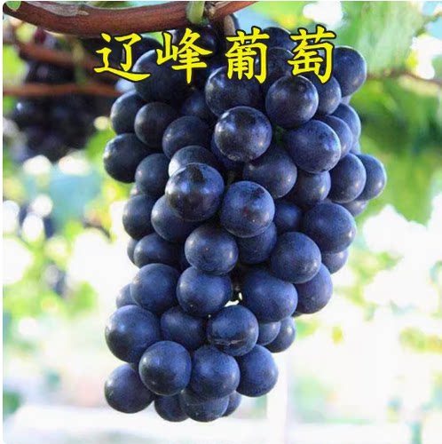 嫁接巨峰盆栽地栽全国包邮葡萄苗