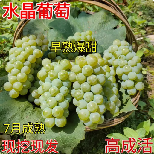 爬藤水晶葡萄树苗南方青葡萄青提